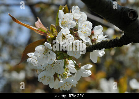 Alte Land, Villa Alice Stockfoto