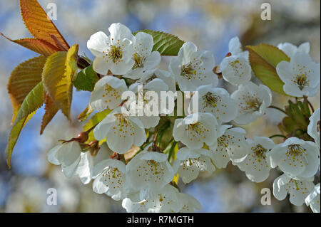 Alte Land, Villa Alice Stockfoto