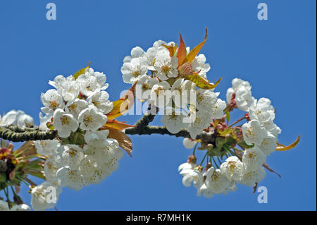 Alte Land, Villa Alice Stockfoto