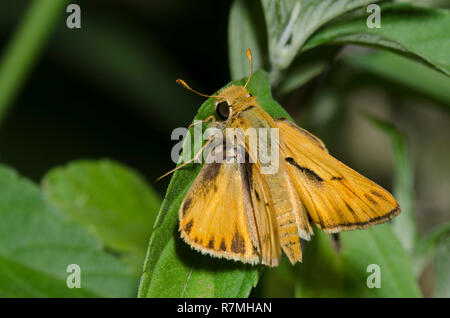 Fiery Skipper, Hylephila phyleus, männlich Stockfoto