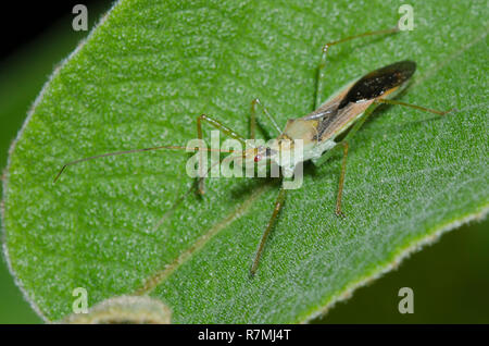 Leafhopper Assassin Bug, Zelus renardii Stockfoto