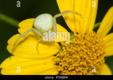 Crab Spider, Mecaphesa sp., lauernd auf Skeleton-Leaf Goldeneye, Viguiera stenoloba Stockfoto