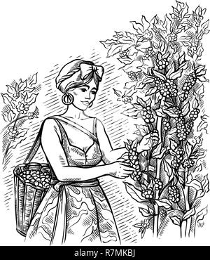 Frau Zöllner ernten Kaffee bei Coffee Plantation Landschaft in grafischen Stil von Hand gezeichnet Vector Illustration. Stock Vektor