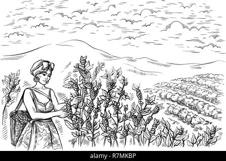 Frau Zöllner ernten Kaffee bei Coffee Plantation Landschaft in grafischen Stil von Hand gezeichnet Vector Illustration. Stock Vektor