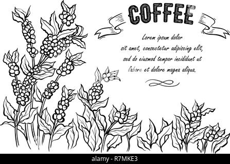 Coffee Plantation Landschaft und Kaffeebohne Makro in grafischen Stil von Hand gezeichnet Vector Illustration. Stock Vektor