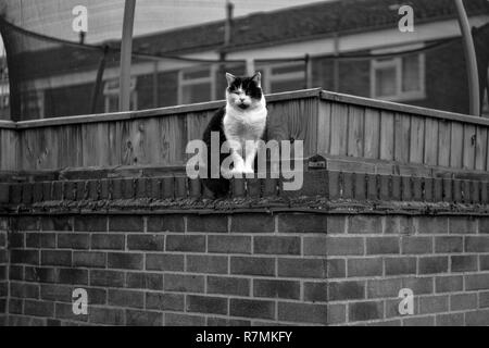 Eine schwarz-weiße Katze ist zu Fuß rund um den Ziegel Zaun des Hauses Stockfoto