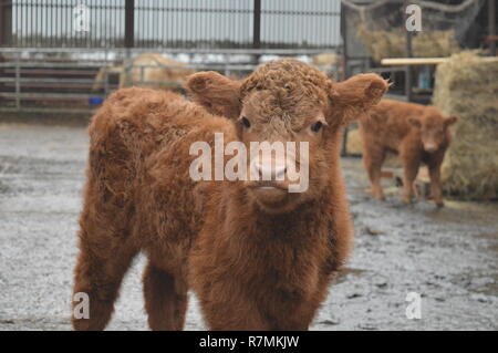 Junges Kalb stehend Stockfoto