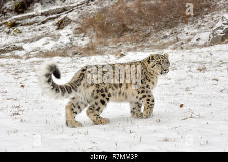 Snow Leopard Cub Stockfoto