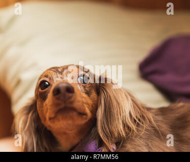 Langhaarige dapple Dackel mit braunen und weißen Fell Festlegung auf ein Bett. Stockfoto