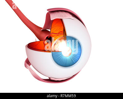 Auge Anatomie - innere Struktur, Medizinisch genaue 3D-Abbildung. Stockfoto