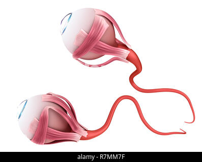 Auge Anatomie - innere Struktur, Medizinisch genaue 3D-Abbildung. Stockfoto