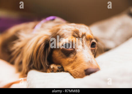 Langhaarige dapple Dackel mit braunen und weißen Fell Festlegung auf ein Bett. Stockfoto