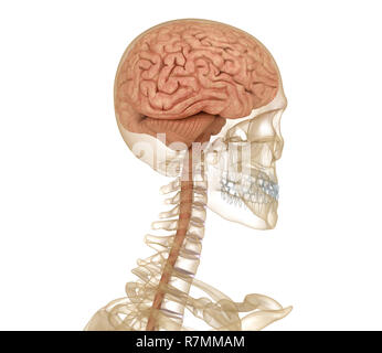 Gehirn und Skelett, Anatomie des Menschen. Medizinisch genaue 3D-Illustration Stockfoto