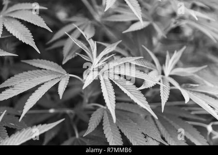 Details von Cannabis oder Marihuana pflanze Blätter in einem wachsenden Betrieb. Stockfoto