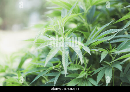 Details von Cannabis oder Marihuana pflanze Blätter in einem wachsenden Betrieb. Stockfoto