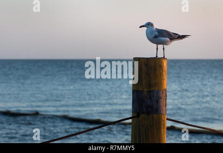 Eine Möwe Sitzstangen auf einem Pylon in Bayou La Batre, Alabama Juli 3, 2010. Im Hintergrund, Auffangvorrichtungen Boom schützt die Ufer von der BP Oil Spill. Stockfoto