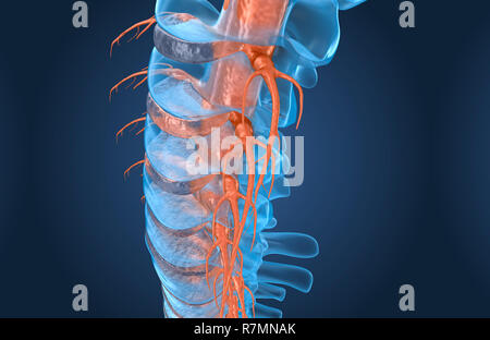 Wirbelsäule Anatomie x-ray Makro, 3D-Rendering Stockfoto