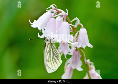 Nahaufnahme eines Rapsweißling Schmetterling (Pieris napi) in Ruhe auf einigen Bluebell Blumen (endymion non-skriptingunterbrechung) an einem kalten Frühlingstag. Stockfoto