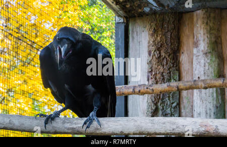 Großer schwarzer Rabe mit seinem Schnabel geöffnet, eine gruselige mythologischen Vogel Stockfoto