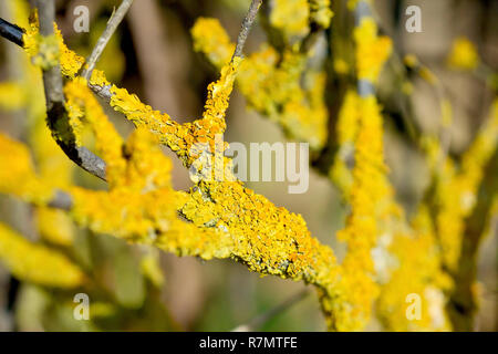 Nahaufnahme zeigt Detail einer gelben Flechte (wahrscheinlich Xanthoria parietina). Gebräuchliche Namen sind Yellow Scale, Maritime Sunrise und Shore Lichen. Stockfoto