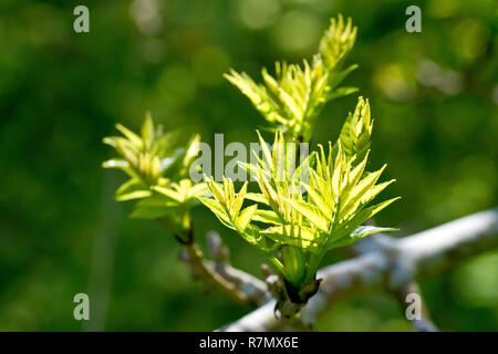 In der Nähe der Esche (Fraxinus excelsior), die sich aus den Knospen, zurück - durch helle Frühlingssonne leuchtet. Stockfoto