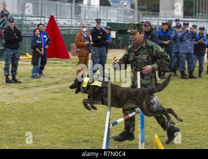 SASEBO, Japan (20. März 2017) Master arbeit Auftragnehmer Akihiko Yamada läuft sein Hund Anka durch das agility Kurs während einer K-9 Training Symposium onboard Commander US-Flotte Aktivitäten Sasebo Nimitz Park März 20, 2017. Das Symposium fand statt Training Techniken und Ideen zwischen Japan Maritime Verteidigung-kraft Sasebo Bereich Guard Gruppe, KFBS, und Japan Kennel Club zu handeln. Stockfoto