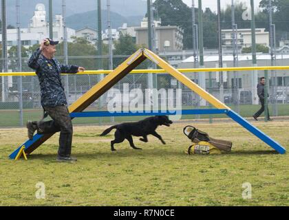 SASEBO, Japan (20. März 2017) Master-at-Arms 1. Klasse Justin Treml läuft Mia, eine militärische Gebrauchshund, durch das agility Kurs während einer K-9 Training Symposium onboard Commander US-Flotte Aktivitäten Sasebo Nimitz Park März 20, 2017. Das Symposium fand statt Training Techniken und Ideen zwischen japanischen Maritimen Selbstschutz Sasebo Bereich Guard Gruppe, KFBS, und Japan Kennel Club zu handeln. Stockfoto