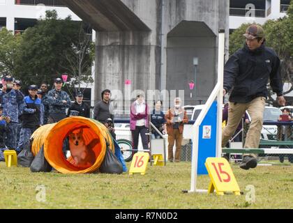 SASEBO, Japan (20. März 2017) Japanische Kennel Club Mitglied Masanori Sakamoto läuft sein Hund Uriboh durch das agility Kurs während einer K-9 Training Symposium onboard Commander US-Flotte Aktivitäten Sasebo Nimitz Park März 20, 2017. Das Symposium fand statt Training Techniken und Ideen zwischen Japan Maritime Verteidigung-kraft Sasebo Bereich Guard Gruppe, KFBS, und Japan Kennel Club zu handeln. Stockfoto