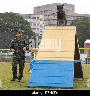 SASEBO, Japan (20. März 2017) Master arbeit Auftragnehmer Akihiko Yamada läuft sein Hund Anka durch das agility Kurs während einer K-9 Training Symposium onboard Commander US-Flotte Aktivitäten Sasebo Nimitz Park März 20, 2017. Das Symposium fand statt Training Techniken und Ideen zwischen Japan Maritime Verteidigung-kraft Sasebo Bereich Guard Gruppe, KFBS, und Japan Kennel Club zu handeln. Stockfoto