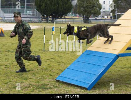 SASEBO, Japan (20. März 2017) Master arbeit Auftragnehmer Akihiko Yamada läuft sein Hund Anka durch das agility Kurs während einer K-9 Training Symposium onboard Commander US-Flotte Aktivitäten Sasebo Nimitz Park März 20, 2017. Das Symposium fand statt Training Techniken und Ideen zwischen Japan Maritime Verteidigung-kraft Sasebo Bereich Guard Gruppe, KFBS, und Japan Kennel Club zu handeln. Stockfoto