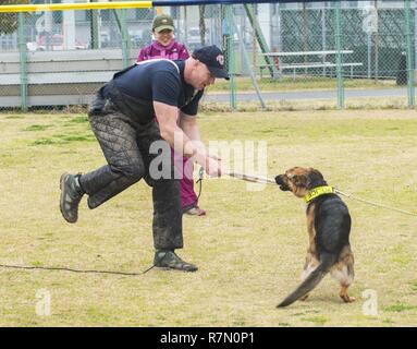 SASEBO, Japan (20. März 2017) Master-at-Arms 1. Klasse Justin Treml mit einer militärischen Gebrauchshund während eines K-9 Training Symposium onboard Commander US-Flotte Aktivitäten Sasebo Nimitz Park März 20, 2017 funktioniert. Das Symposium fand statt Training Techniken und Ideen zwischen japanischen Maritimen Selbstschutz Sasebo Bereich Guard Gruppe, KFBS, und Japan Kennel Club zu handeln. Stockfoto