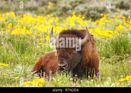 Männliche bison liegend im Feld mit Blumen, Yellowstone National Park, Wyoming, USA Stockfoto