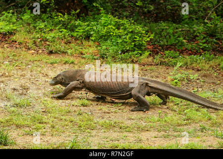 Komodo Dragon zu Fuß auf Rinca Island im Komodo National Park, Nusa Tenggara, Indonesien. Es ist die größte lebende Art der Eidechse Stockfoto