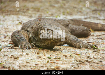 Komodo-Waran (Varanus Komodoensis) liegen auf dem Boden auf Rinca Island im Komodo National Park, Nusa Tenggara, Indonesien. Es ist der größte lebende sp Stockfoto