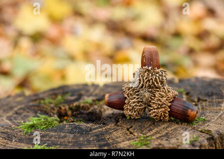 Satz von drei reife Eicheln auf einer hölzernen Baumstumpf im Wald. Stockfoto