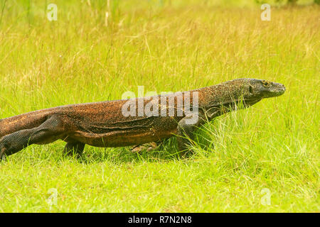 Komodo Waran (Varanus komodoensis) Wandern auf der Insel Rinca, Komodo Nationalpark, Nusa Tenggara, Indonesien. Es ist das größte lebende Arten von Liz Stockfoto