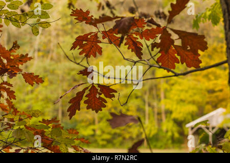 Goldene Stunden bei alten Mine Park Stockfoto