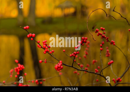 Rote Beeren durch den Teich an alte Mine Park Stockfoto