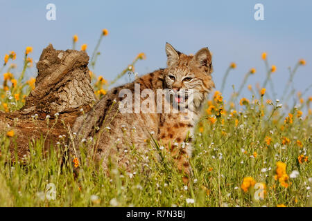 Rotluchs (Lynx Rufus) sitzen auf einer Wiese mit Blumen Stockfoto