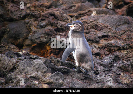 Galápagos-Pinguin (Spheniscus Mendiculus) stehen auf Felsen, Bartolome Insel, Galapagos Nationalpark in Ecuador. Es ist der einzige Pinguin, der lebt noch Stockfoto