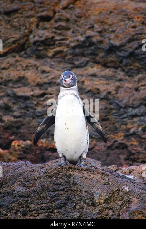 Galápagos-Pinguin (Spheniscus Mendiculus) stehen auf Felsen, Bartolome Insel, Galapagos Nationalpark in Ecuador. Es ist der einzige Pinguin, der lebt noch Stockfoto