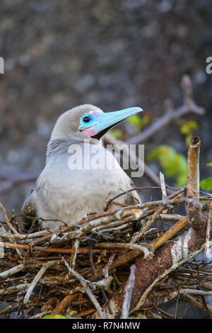 Red-footed Sprengfallen (Sula Sula) sitzt auf einem Nest, Genovesa Island Nationalpark Galapagos, Ecuador Stockfoto