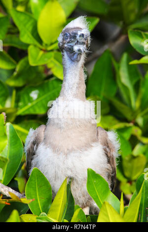 Küken von Red-footed Sprengfallen (Sula Sula) auf Genovesa Island, Galapagos Nationalpark in Ecuador Stockfoto