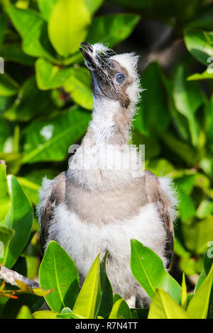 Küken von Red-footed Sprengfallen (Sula Sula) auf Genovesa Island, Galapagos Nationalpark in Ecuador Stockfoto