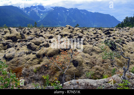 Flechten bedeckte Felsen und Berge in Nisga'a Memorial Lava Bed, British Columbia, Kanada Stockfoto