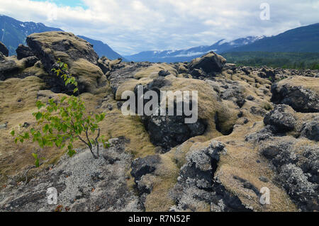 Flechten bedeckte Felsen in Nisga'a Memorial Lava Bed, British Columbia, Kanada Stockfoto