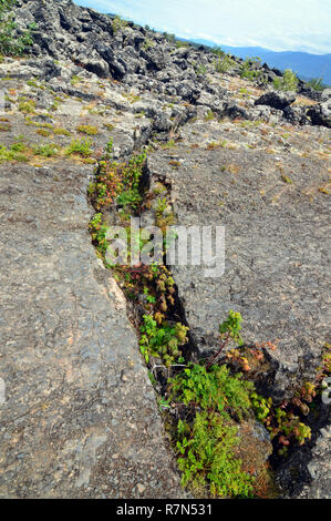 Pflanzen, die in Felsen riss Stockfoto