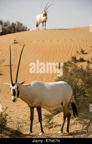 Wild Arabian Oryx in der Dubai Desert Conservation Reserve in den Vereinigten Arabischen Emiraten. Stockfoto