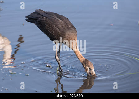Afrikanische openbill Storch, Anastomus lamelligerus, Essen in der Chobe River, Botswana Stockfoto