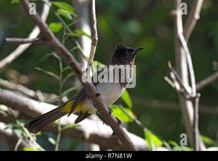 Eine dunkle bedeckte Bulbul sitzt auf einem Ast, Botswana Stockfoto